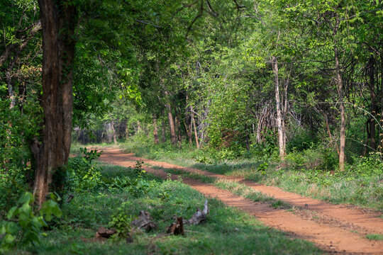 Central Indian Forests - a culmination of nature&rsquo;s beauty and wildlife. Safari tracks are visible but with responsible tourism and conservation in mind all the time.