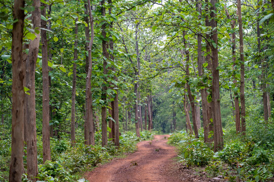 Central Indian Forests - a culmination of nature&rsquo;s beauty and wildlife. Safari tracks are visible but with responsible tourism and conservation in mind all the time.