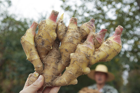 Fresh Ginger Harvest in Luoping Yunnan China - Yellow Root Vegetables with Soil from Mountain Farm