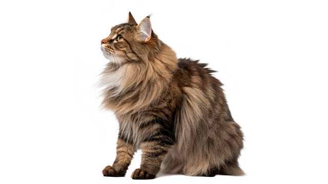 Beautiful fluffy siberian domestic cat sitting profile isolated on transparent background