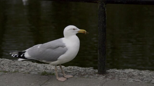 Close-up slow motion of a European herring gull (Larus argentatus) walking along the edge of a pond in Snelli Park, Tallinn, Estonia. The wild bird carries nesting material in its beak.