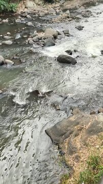 Natural clear river water stream cutting through a forest area with large rocks on its banks.