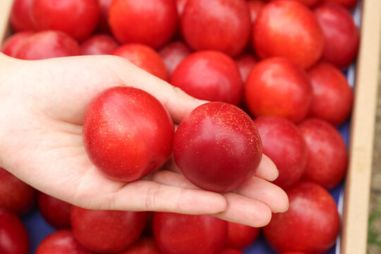Fresh Red Cherries in Hand with Wooden Crate - Organic Summer Fruit Harvest