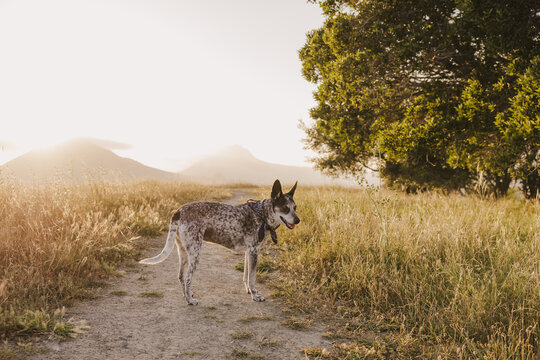 Dogs on a Walk