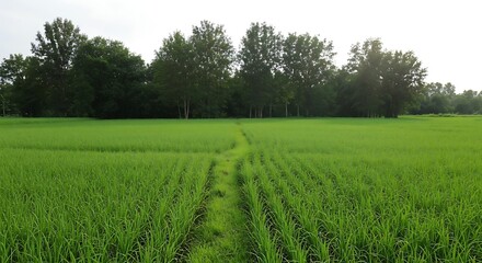 Obraz premium A tranquil path winds through a lush green rice paddy field towards a line of trees under a bright sky.