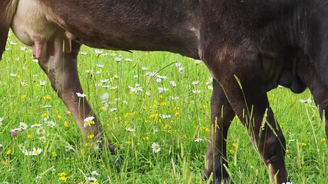 Domestic cow peacefully grazing in a lush green pasture. The healthy farm animal eats fresh grass and daisies in a sunny, rural meadow