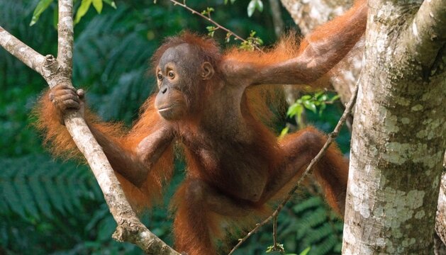 Baby orangutan climbing on tree grasping branch and looks around against green leaves in forest, Sumatra, Indonesia.
