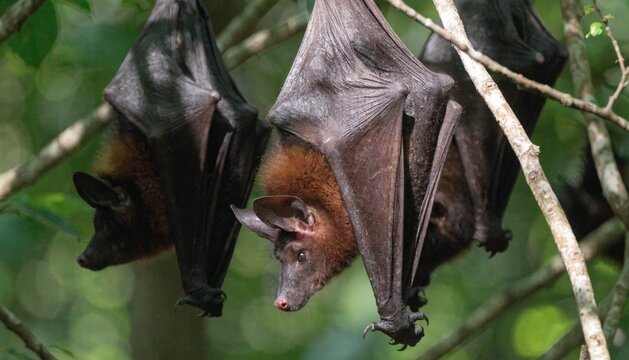 Close up of Giant fruit-eater bats (Flying Foxes - Pteropus) hanging in the jungle, Sumatra, Indonesia.
