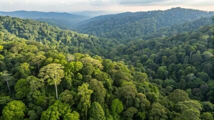 Fototapeta premium Aerial drone footage of the rainforest at Sabah, Borneo, Malaysia. 