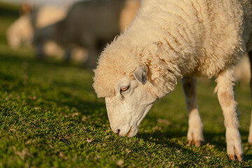 Close-up of a sheep grazing on fresh green grass in a peaceful countryside farm during warm natural sunlight. © Gunnersx
