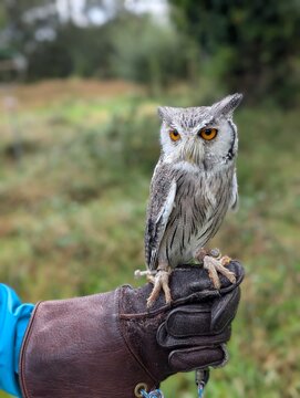 Portrait of a Southern white-faced owl sitting on a handler's leather glove. Captive bird of prey in Killarney, Ireland.