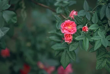Pink bush roses against deep green foliage outdoors, copy space. © Yulia