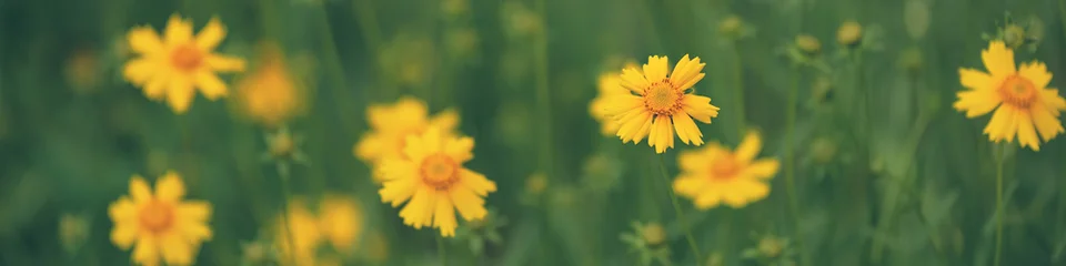 Yellow flowers on green background outdoors, wide panoramic banner, selective focus, © Yulia