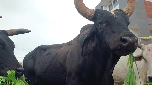 Indian cows and bulls chewing fresh green grass on the street, close up