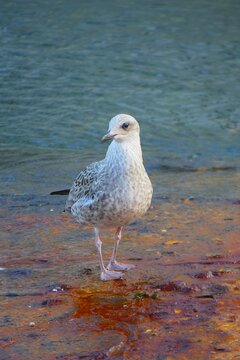 Young seagull standing in the water watching the blue sea, seabirds, summer bird background