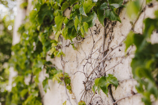 Ivy Vine Growing on Stone