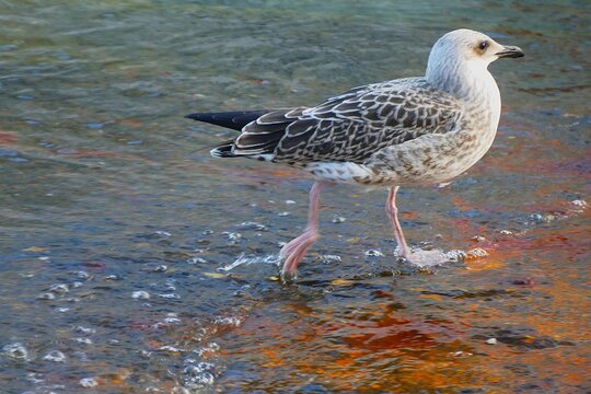 Young seagull standing in the water watching blue sea, seabirds background