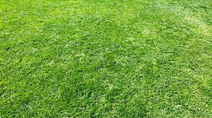 Obraz premium Vibrant Lush Green Grass Lawn Texture Background for Summer Outdoor Landscaping and Gardening