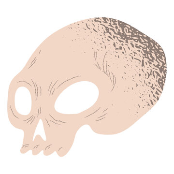 Half skull textured