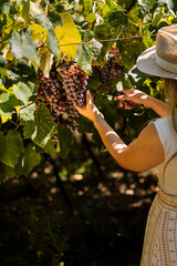 Obraz premium man picking grapes