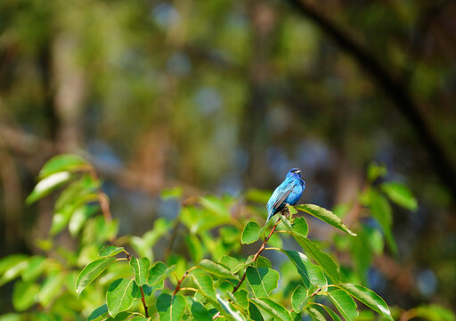 Male Indigo Bunting at Dix Park in Raleigh, North Carolina, a popular birding spot in the city