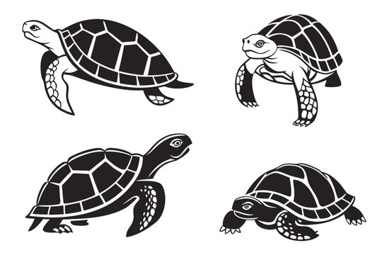 Black turtle illustrations