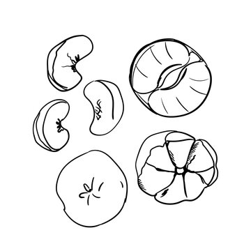 Mandarin fruit set. Hand drawn vector outline illustration of whole, peeled, and segmented mandarins. Vintage sketch style