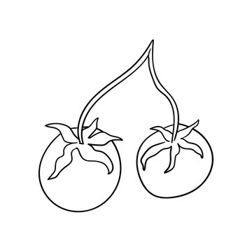 Hand drawn illustration of tomato branch. Vector line illustration in sketch style