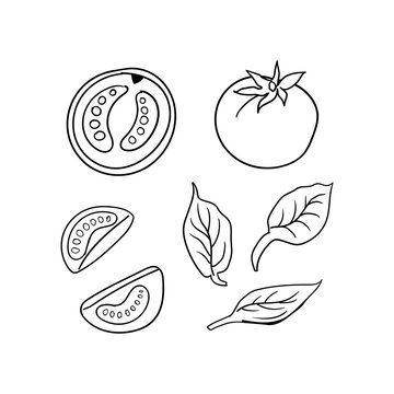 Tomato and basil set. Hand-drawn vector outline illustration of fresh vegetables and leaves in vintage sketch style