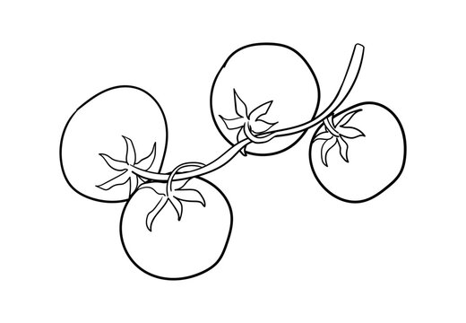 Hand drawn tomato branch. Vector line illustration in vintage sketch style