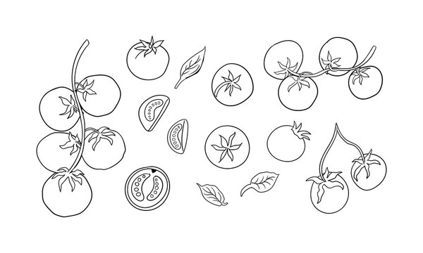 Set of hand drawn tomato branches, leaves and slices. Vector line illustration in vintage sketch style