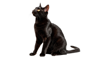 Sleek black domestic cat pet sitting alert isolated on a transparent background © David