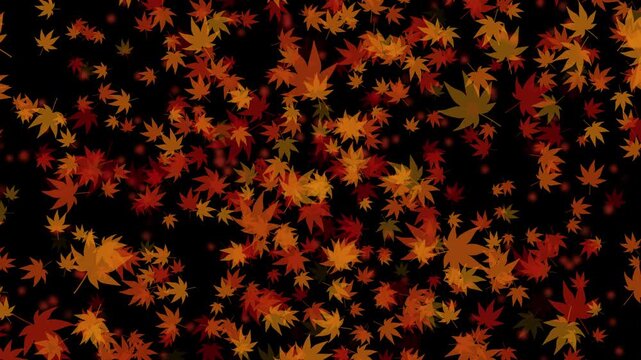 紅葉 もみじ 中 上昇気流 回転 紅葉色02 パターン03 ループ 10秒（透過背景）