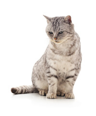 Beautiful grey tabby cat sitting and looking down. © voren1