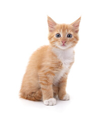 Cute red kitten sitting and looking at the camera. © voren1