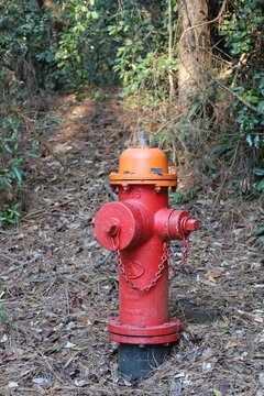 Red Fire Hydrant Beside Wooded Trail