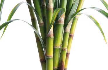 Obraz premium Fresh green sugarcane stalks. Natural plant growth and agricultural farming. A close up of organic green sugar cane stems isolated on white