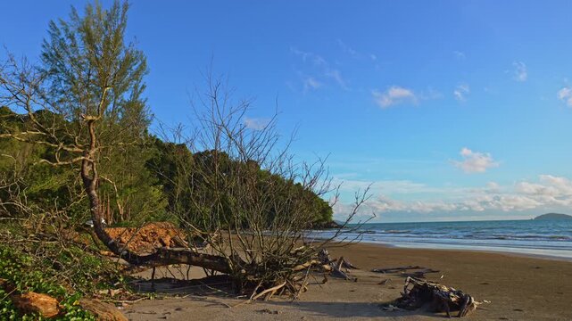 Tropical Beach Covered in Fallen Pine Logs. Large tree trunks resting along an eroded sandy beach, highlighting the impact of coastal erosion, rising seas, and natural shoreline transformation.