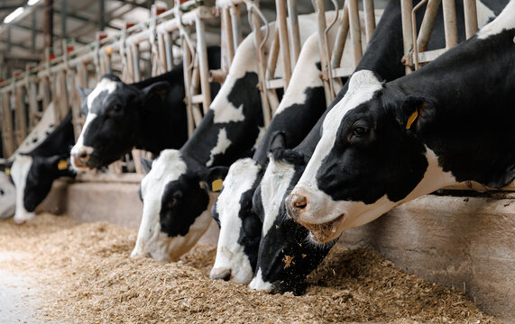 Holstein cows feeding in modern dairy farm barn stalls