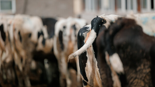 Herd of cows with black and white markings in farmyard setting