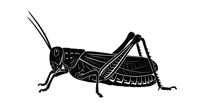A detailed grasshopper illustration in black and white presented as a striking silhouette insect arthropod hopper locust bug creature animal