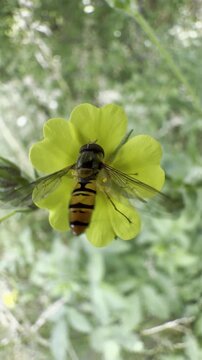 A marmalade hoverfly feeds on a yellow cinquefoil flower, then takes off. Handheld vertical macro; the flower sways in a breeze against green bokeh in a summer meadow