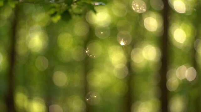 Gentle sunlight filtering through lush green forest canopy with tiny water droplets falling