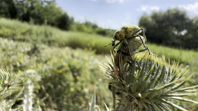 Two large weevils mate on a spiny thistle head against a blue summer sky. Handheld low-angle macro; a breeze sways the plant over a sunlit meadow with soft green bokeh