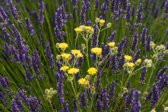 Bright yellow dandelions and summer lavender blooming and ready for harvesting and drying.