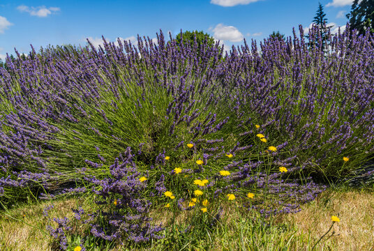 Bright yellow dandelions and summer lavender blooming and ready for harvesting and drying.