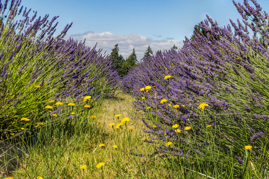 Bright yellow dandelions and summer lavender blooming and ready for harvesting and drying.