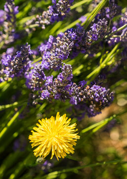 Bright yellow dandelions and summer lavender blooming and ready for harvesting and drying.