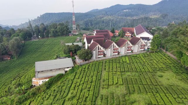 Aerial drone view of a lush tea plantation beside a hillside village with red-roof row houses, ordered tea beds, winding paths and forested mountains in the background conveying rural tranquility