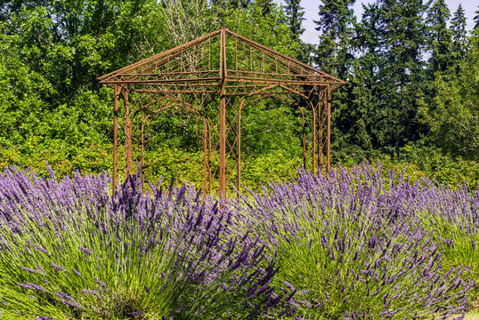 Golden colored gazebo and summer lavender blooming and ready for harvesting and drying.